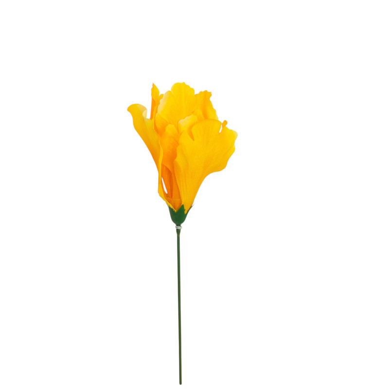 Iris žlutý vazbový 8*10 cm