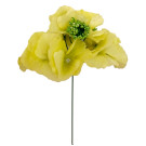 Hortenzie sv. zelená vazbová Ø 16 cm