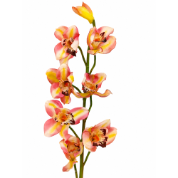 Orchidej Cybidium růžovo-žlutá 90 cm