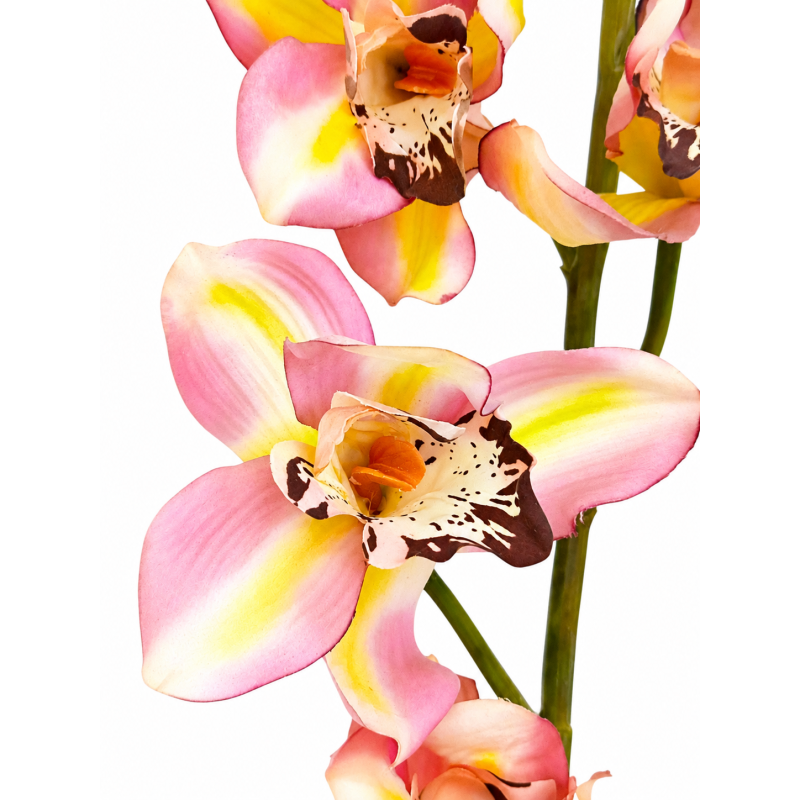 Orchidej Cybidium růžovo-žlutá 90 cm