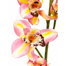 Orchidej Cybidium růžovo-žlutá 90 cm