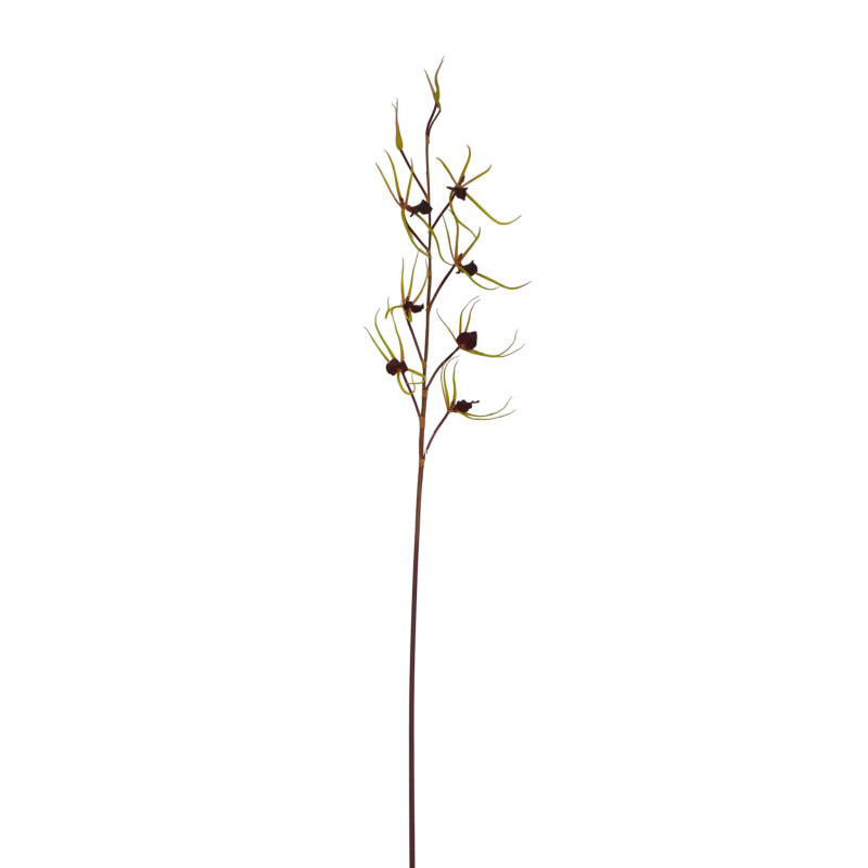 Orchidej pavoučí purpurově-zelená 120 cm