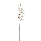 Orchidej pavoučí purpurově-zelená 120 cm