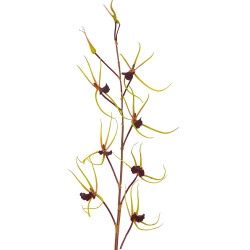 Orchidej pavoučí purpurově-zelená 120 cm