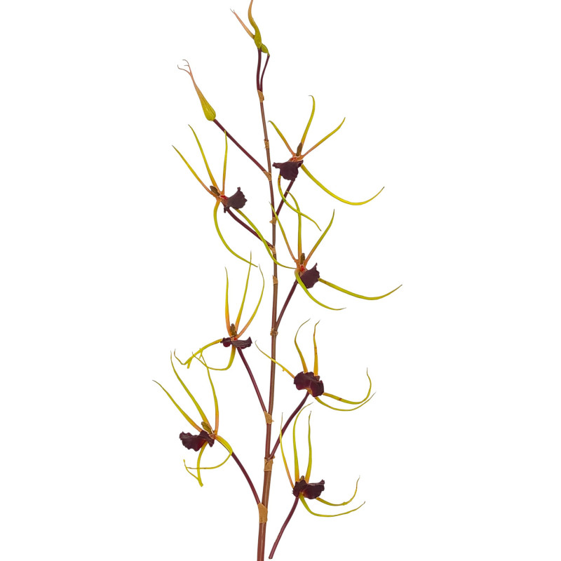 Orchidej pavoučí purpurově-zelená 120 cm