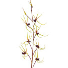 Orchidej pavoučí purpurově-zelená 120 cm
