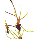 Orchidej pavoučí purpurově-zelená 120 cm