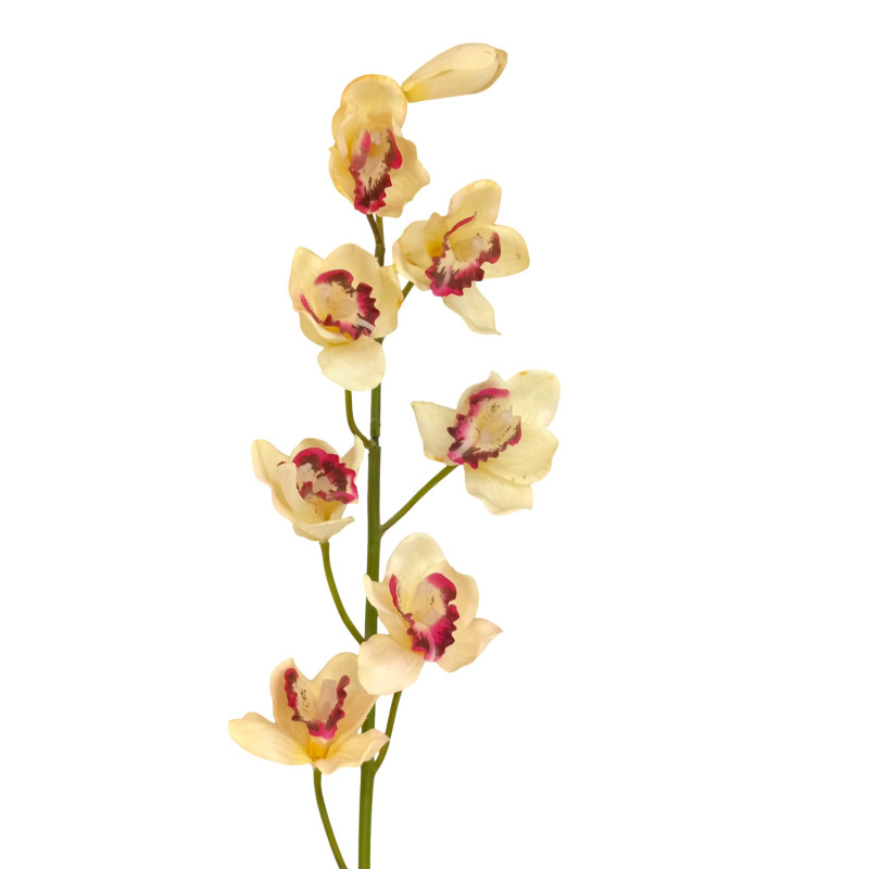 Orchidej Cybidium krémovo-růžová 90 cm