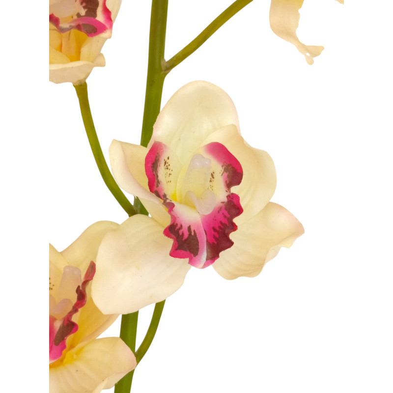 Orchidej Cybidium krémovo-růžová 90 cm