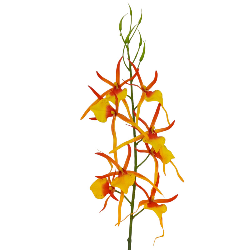 Orchidej pavoučí žluto-oranžová 66 cm