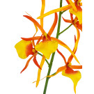 Orchidej pavoučí žluto-oranžová 66 cm