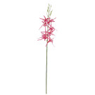 Orchidej pavoučí fialovo-bílá 66 cm