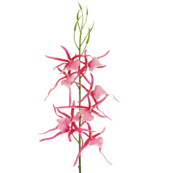 Orchidej pavoučí fialovo-bílá 66 cm