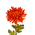 Chryzantéma oranžová 74 cm
