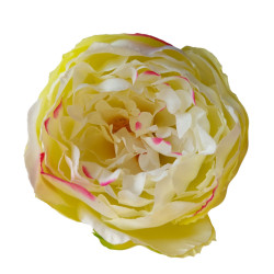 Pivoňka vazbová krémovo-zelená Ø 12 cm