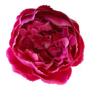 Pivoňka vazbová cerise Ø 12 cm