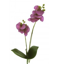 Phalenopsis s listy