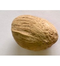 AMRA POD 10 ks natural 4 cm