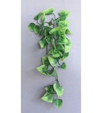 Pothos 1ks zelený 30 cm