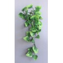 Pothos 1ks zelený 30 cm