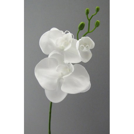 Phalenopsis