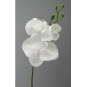 Orchidej Phalaenopsis bílá 55 cm