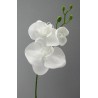 Phalenopsis