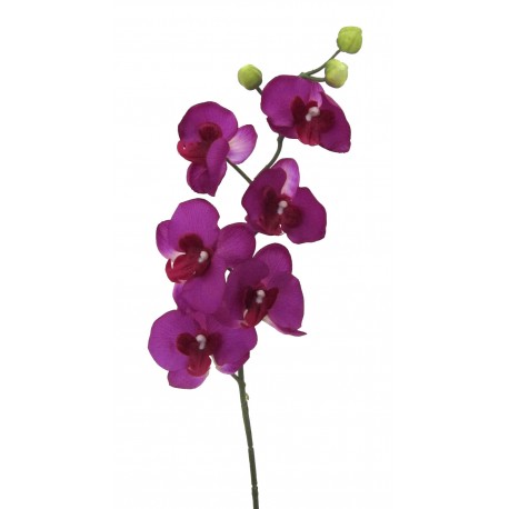 Phalenopsis