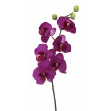 Orchidej Phalaenopsis lila 75 cm