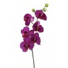 Phalenopsis
