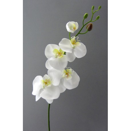 Phalenopsis