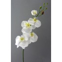 Orchidej Phalaenopsis krémová 80 cm