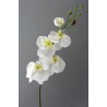 Phalenopsis