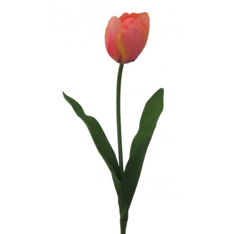 Tulipán