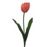 Tulipán