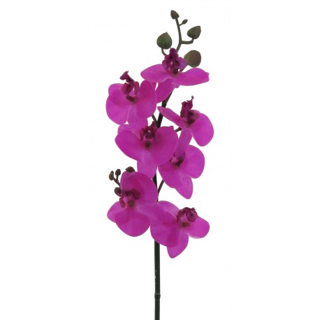 Phalenopsis