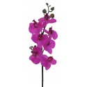Orchidej Phalaenopsis purple 35 cm