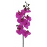 Phalenopsis