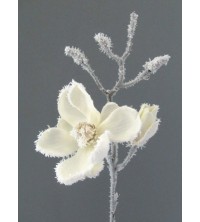 Magnolie zasněžená bílá 41 cm