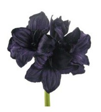 Amarylis lila 69 cm
