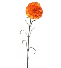 Karafiát oranžový 60 cm
