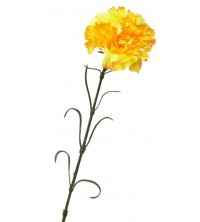 Karafiát žlutý 60 cm