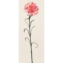 Karafiát fialovo-bílý 60 cm