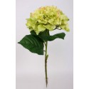 Hortenzie zelená 50 cm