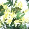 Chryzantéma  - krémová