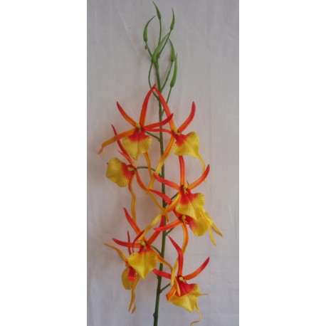 Orchidej