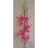 Orchidej