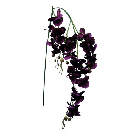 Orchidej