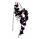 Orchidej Phalaenopsis gigant tm. vínová 135 cm