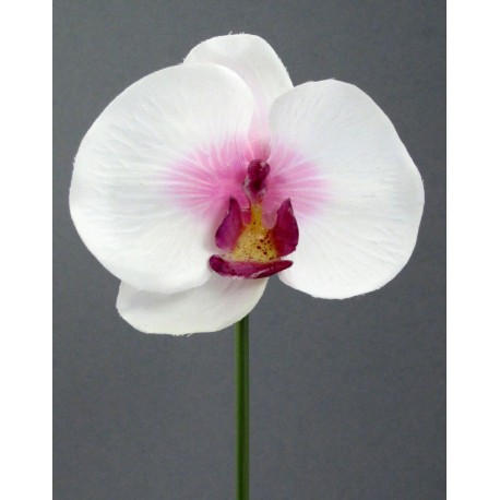 Orchidej zápich